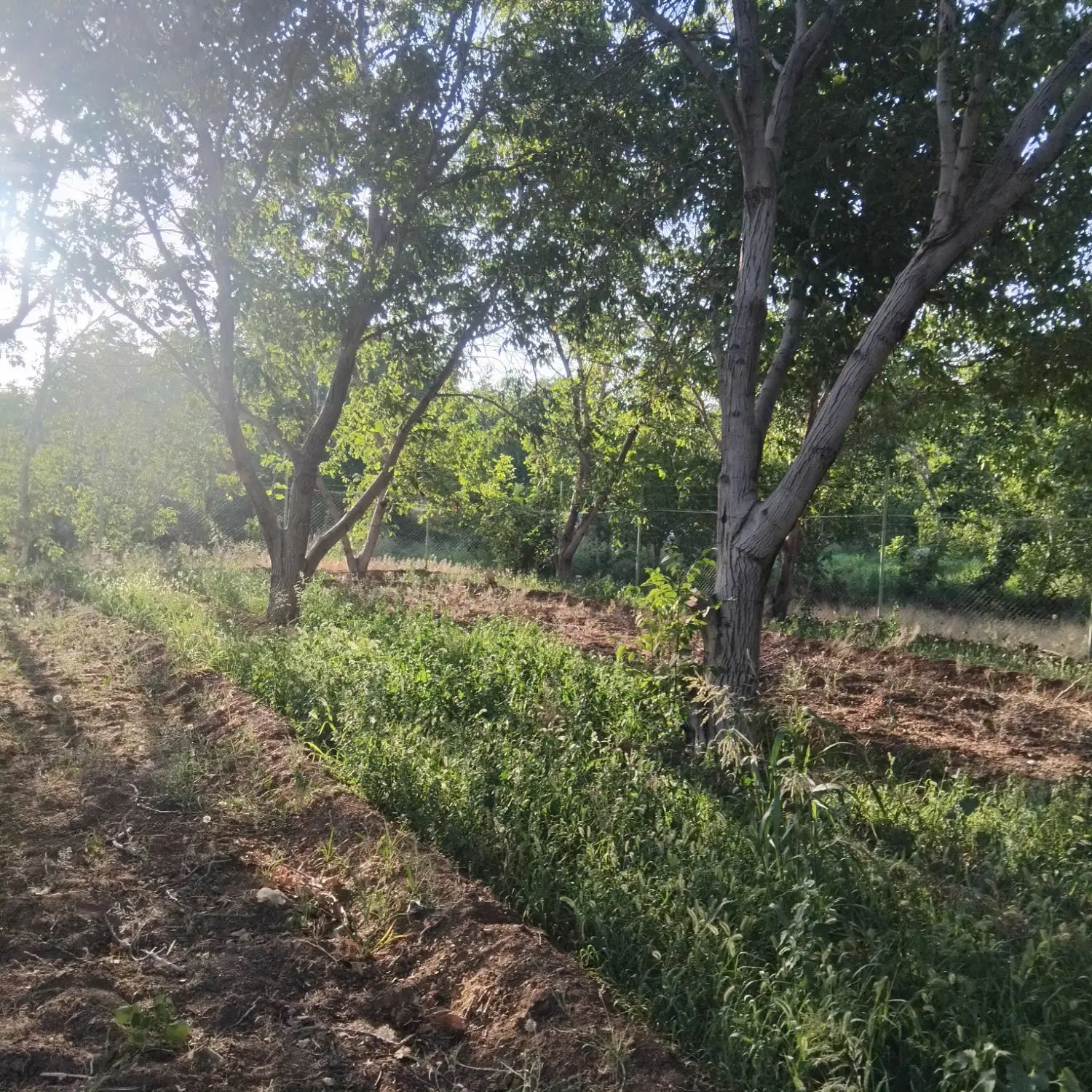 زمین کشاورزی باغ گردو.