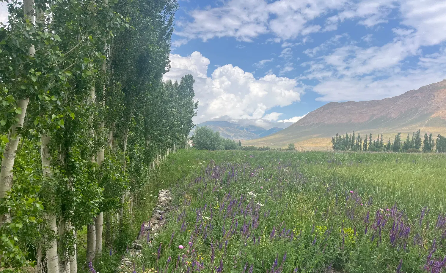 فروش زمین باغی در جاده طولش