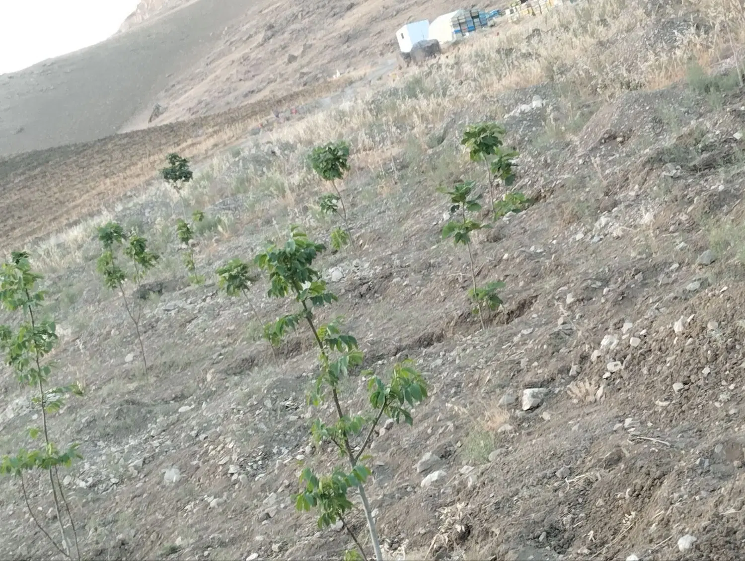 فروش زمین باغی