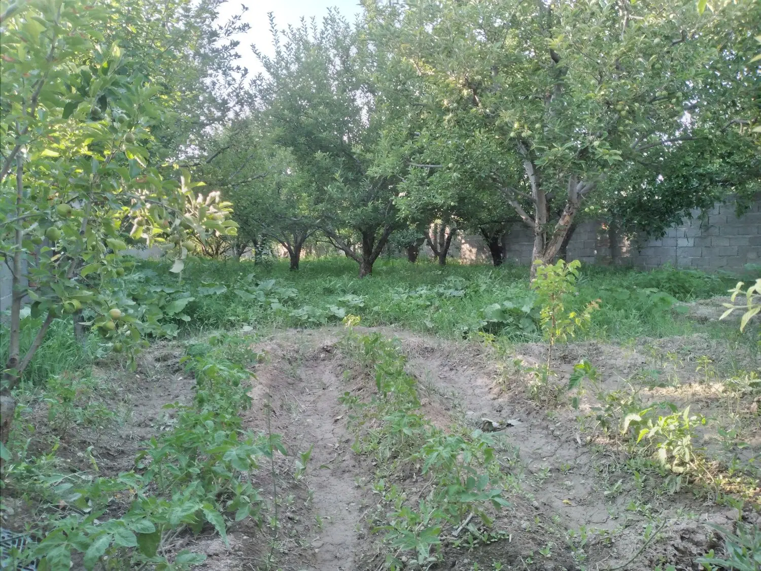 باغ در روستایی ایوند