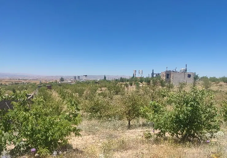 کودیان باغشهری 1500با اب درخت