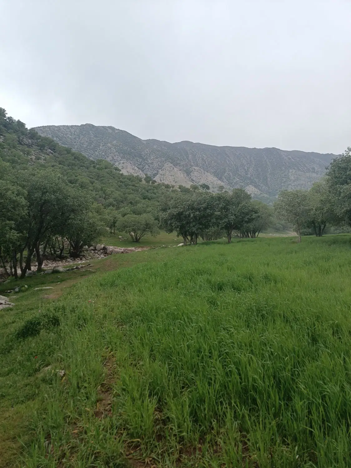 فروش مرغداری20هزار قطعه ای فول امکانات