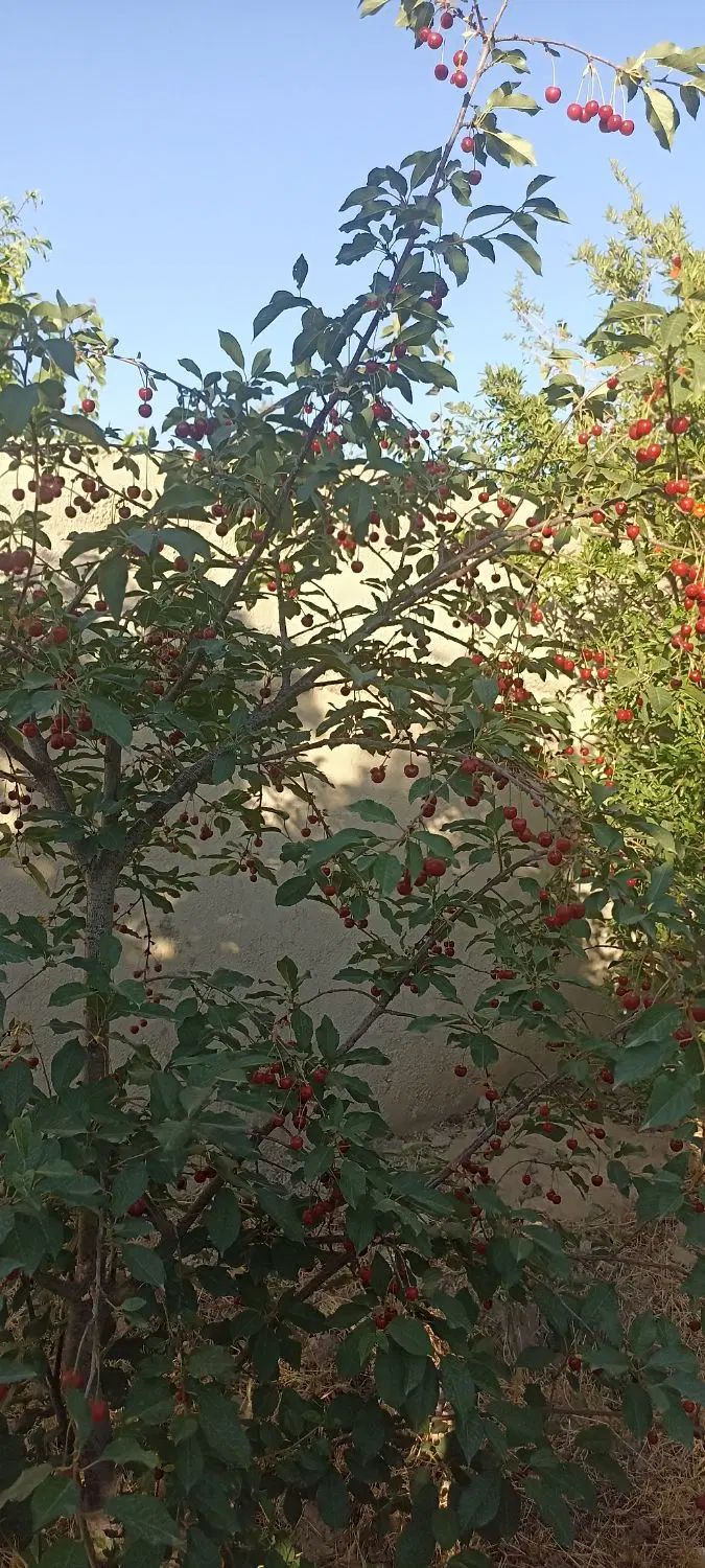 ۱۰۰۰متر باغچه با آب کافی و دسترسی مناسب