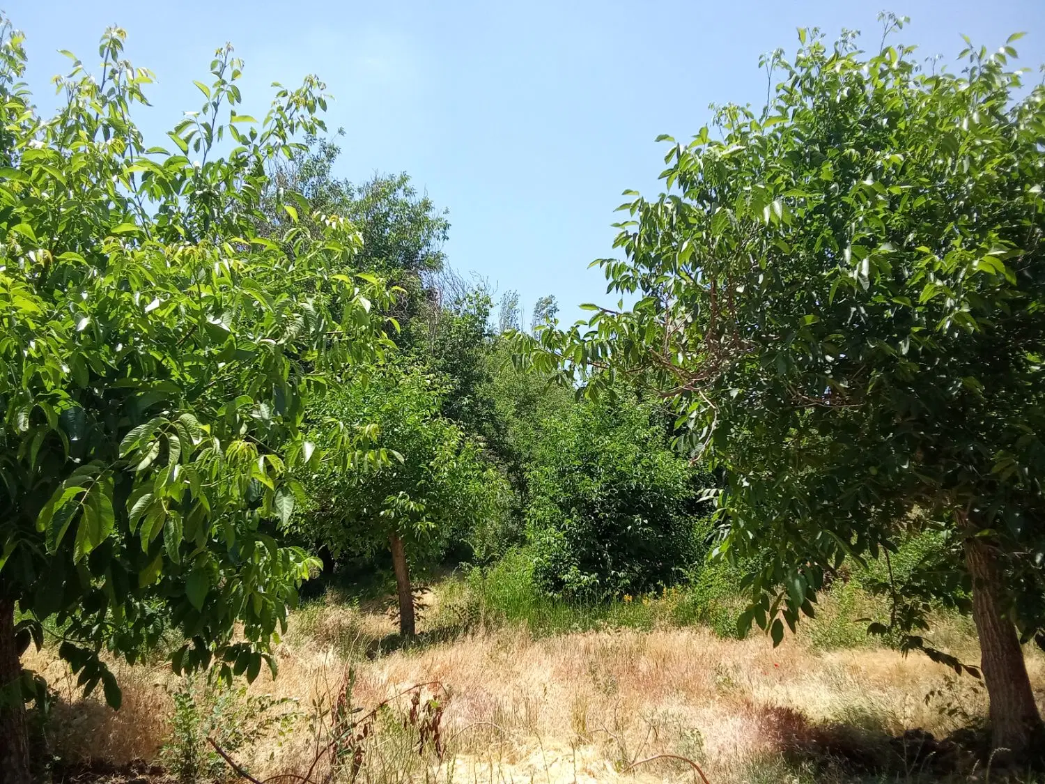 فروش زمین علی آباد