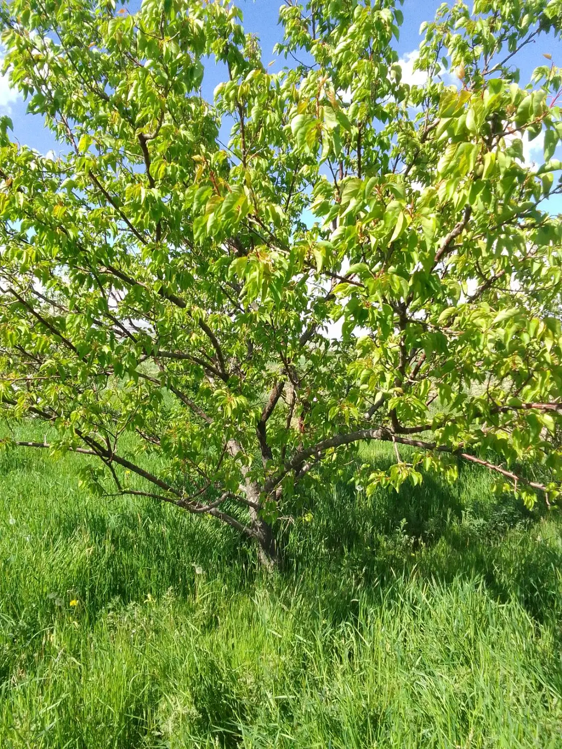 باغ 17من محلی