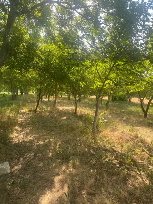 باغ میوه