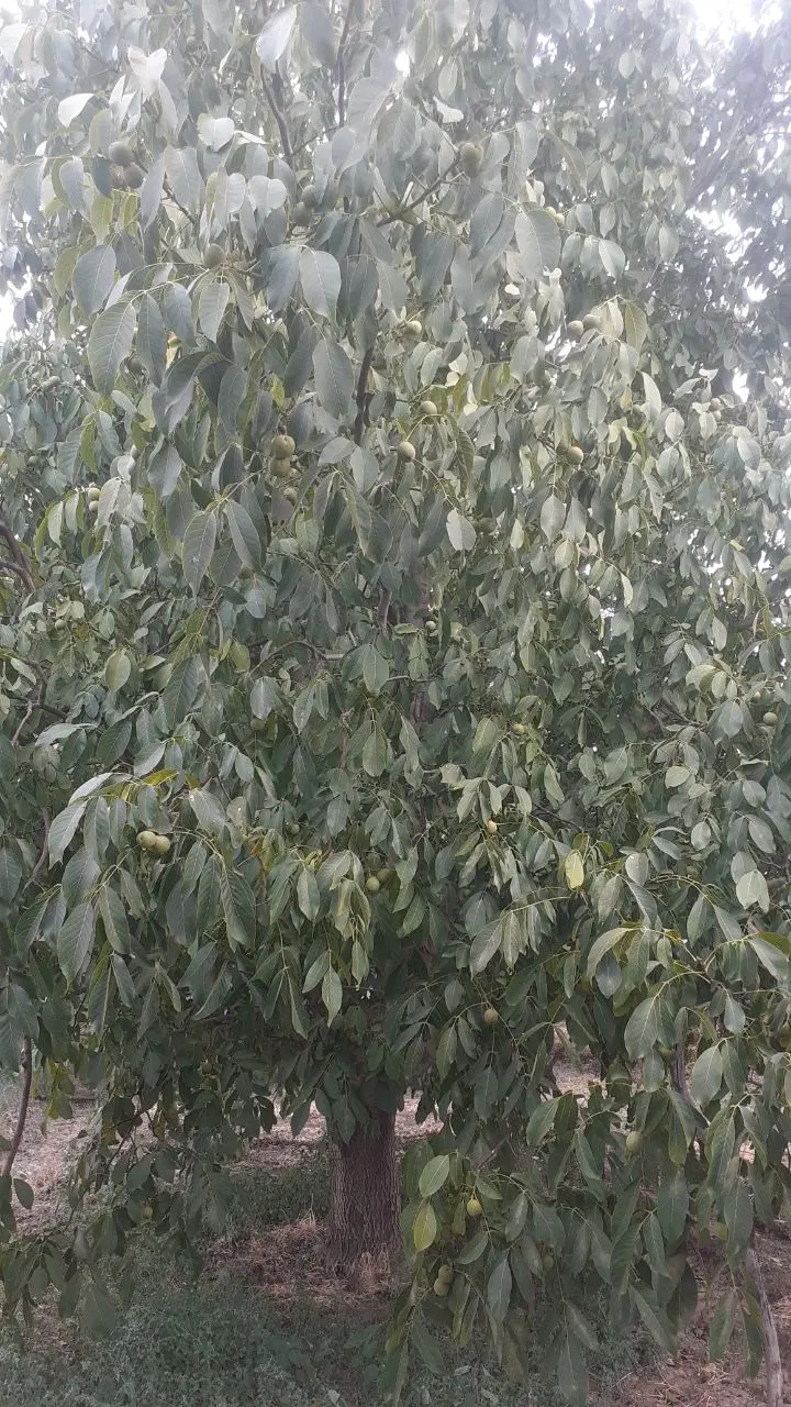فروش یک قطعه باغ