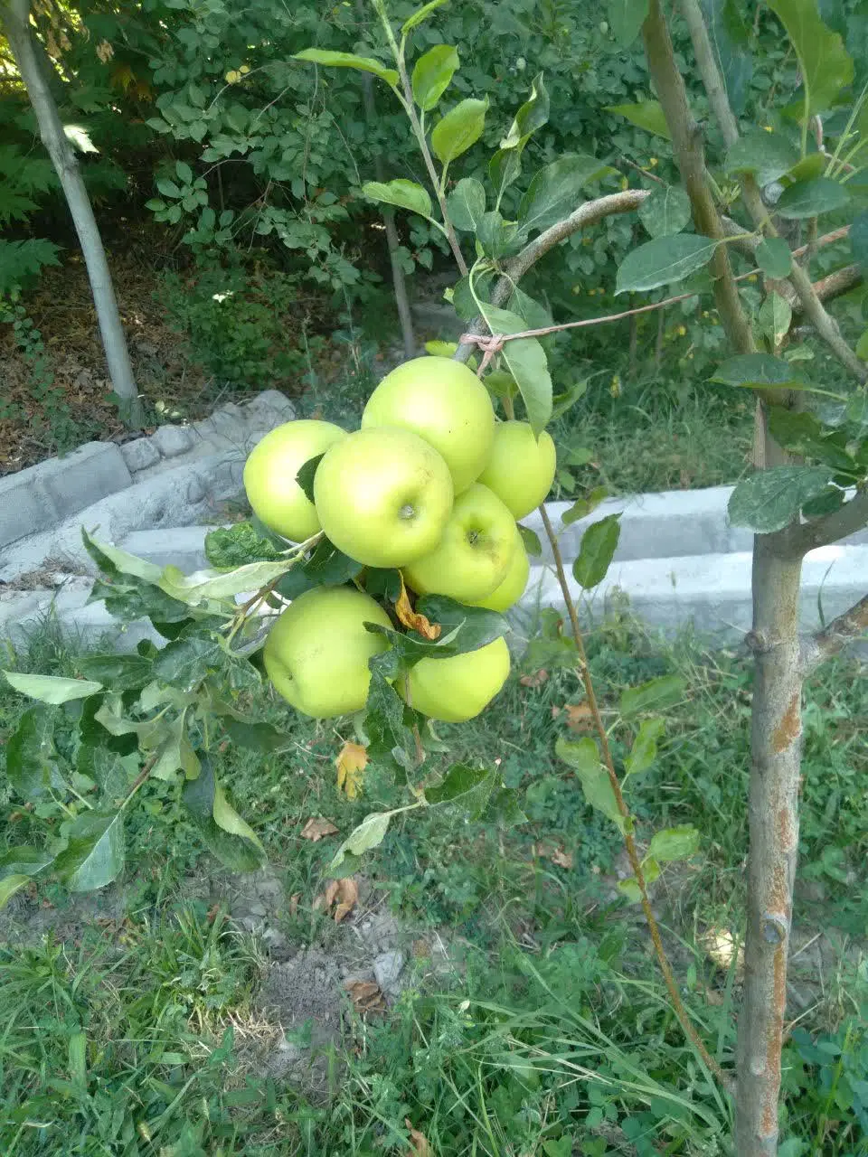 باغ