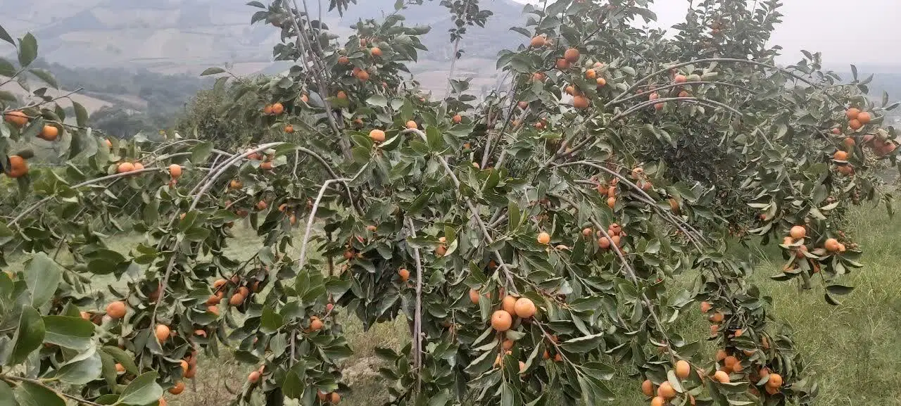 فروش زمین باغی