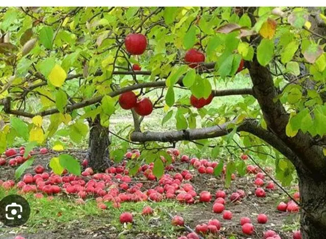 باغ_ کریک