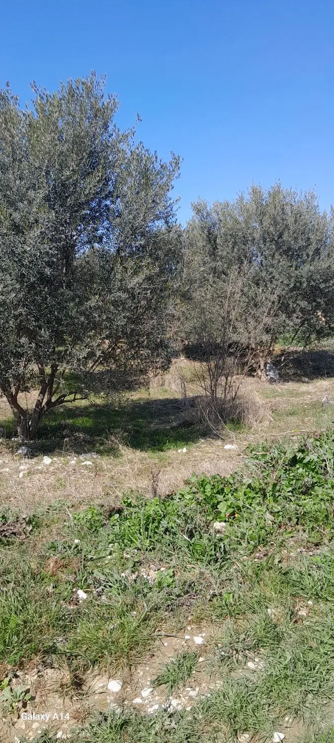 فروش زمین باغی