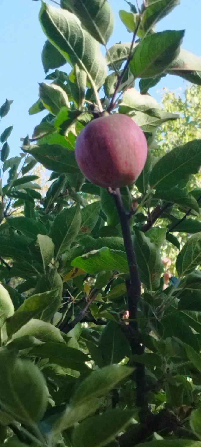 زمین زراعی و باغ