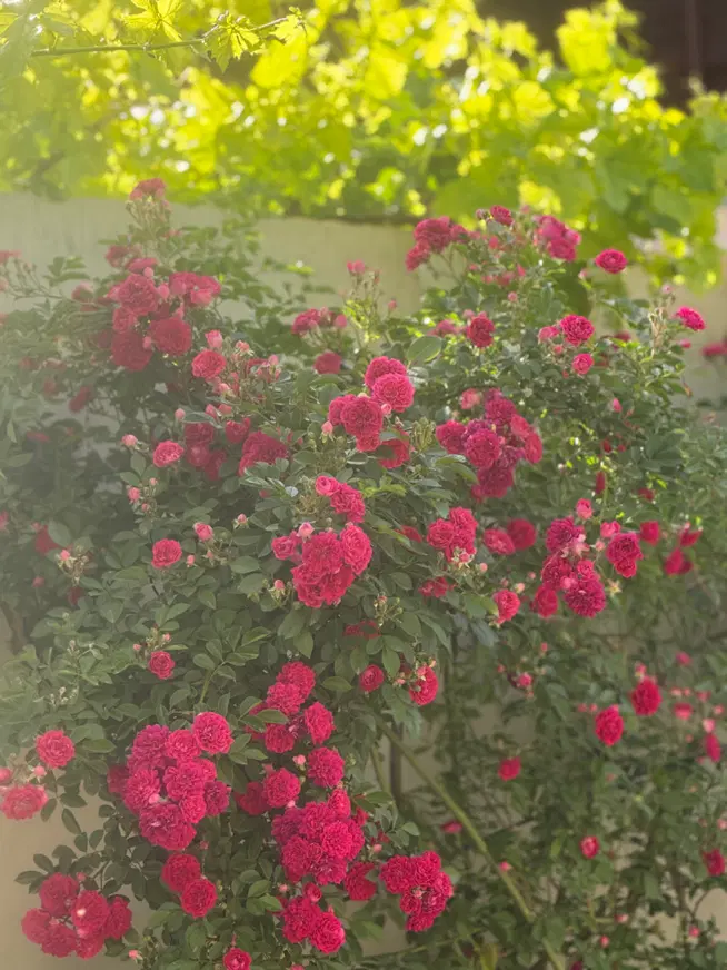 منزل مسکونی بسیار خوش نقشه ۳۰قصب