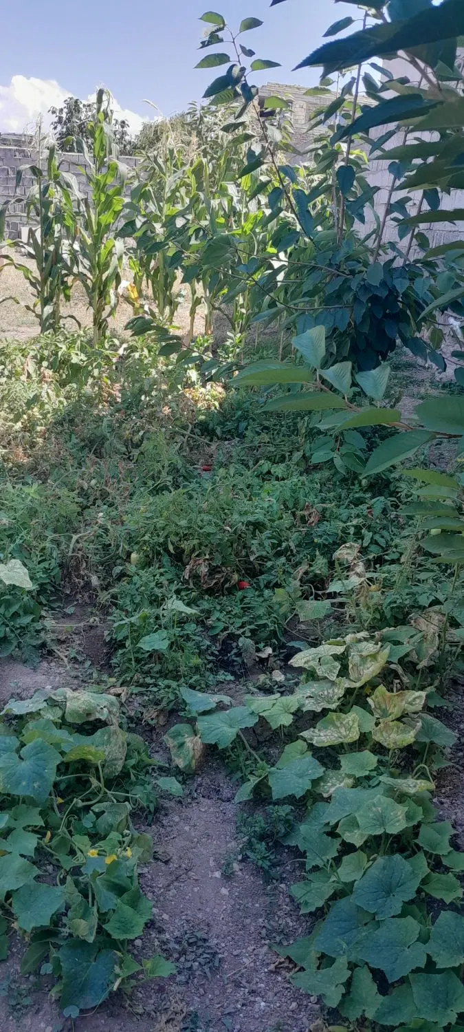 باغچه درروستای حیق مشگین شهر