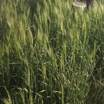 زمین کشاورزی