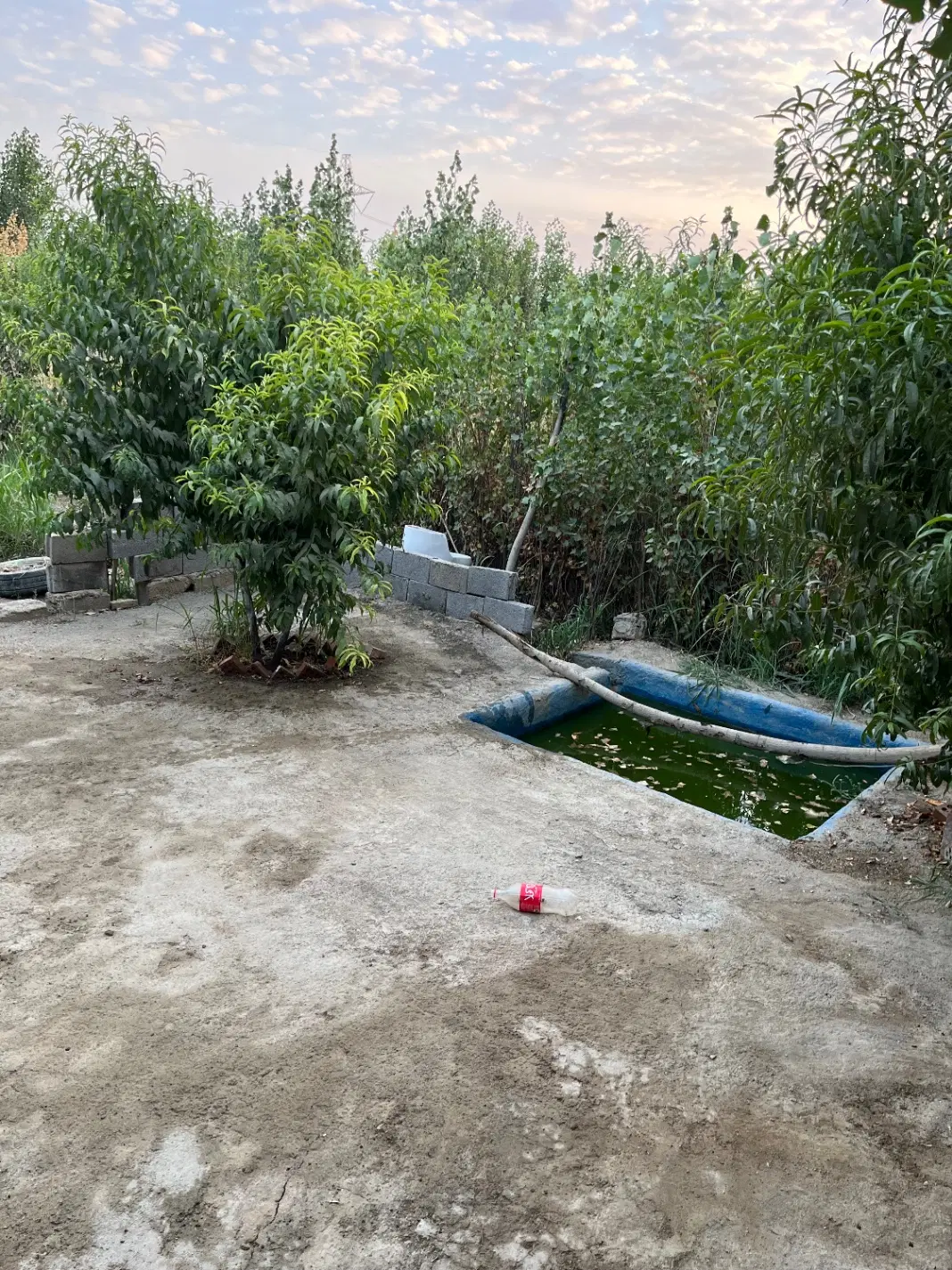 باغچه