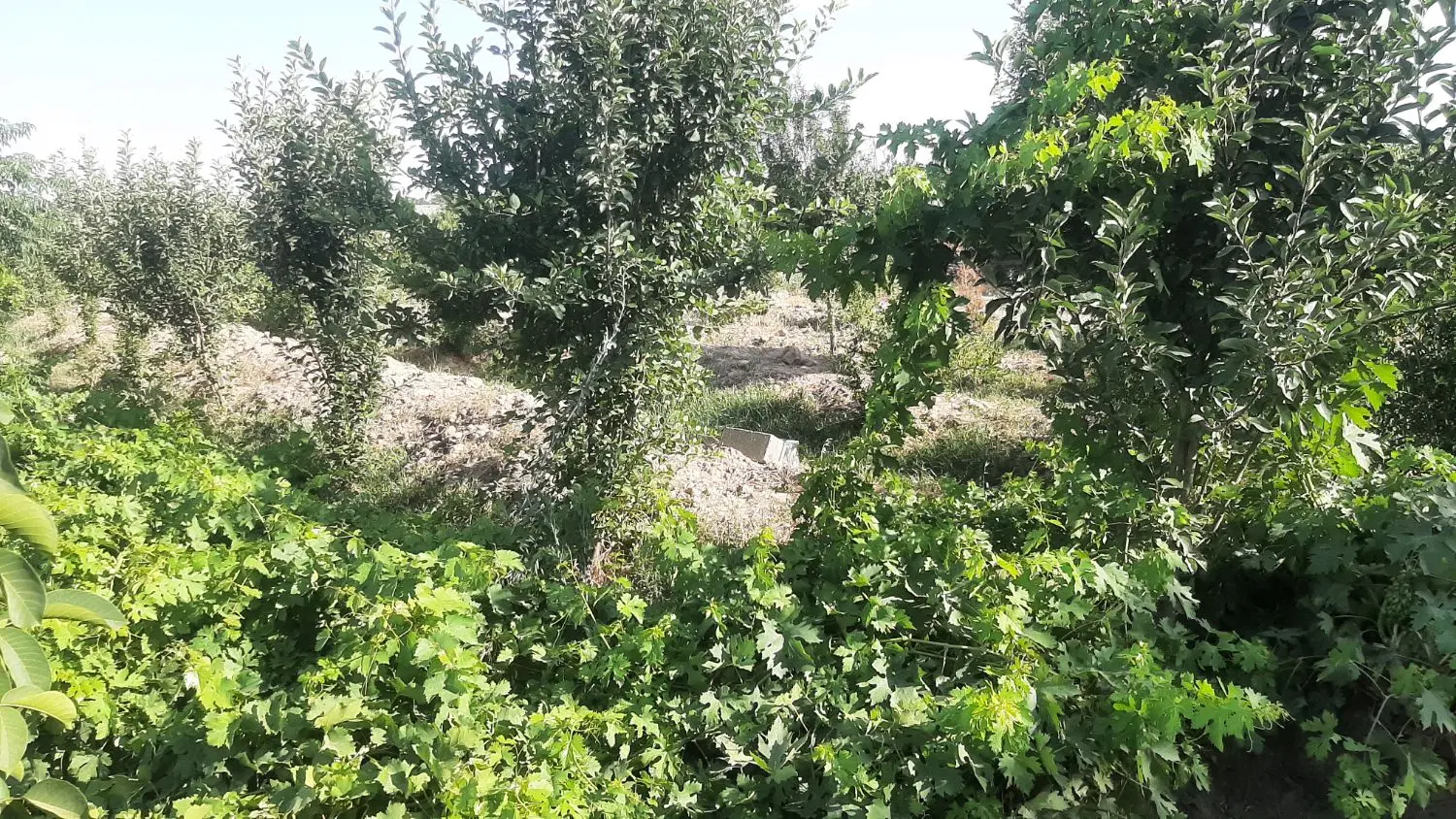 باغ باآب کشاورزی