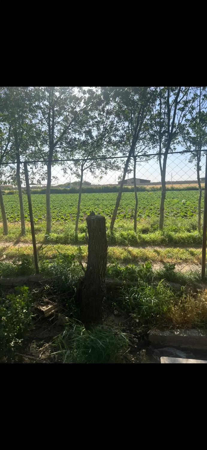 زمین کشاورزی