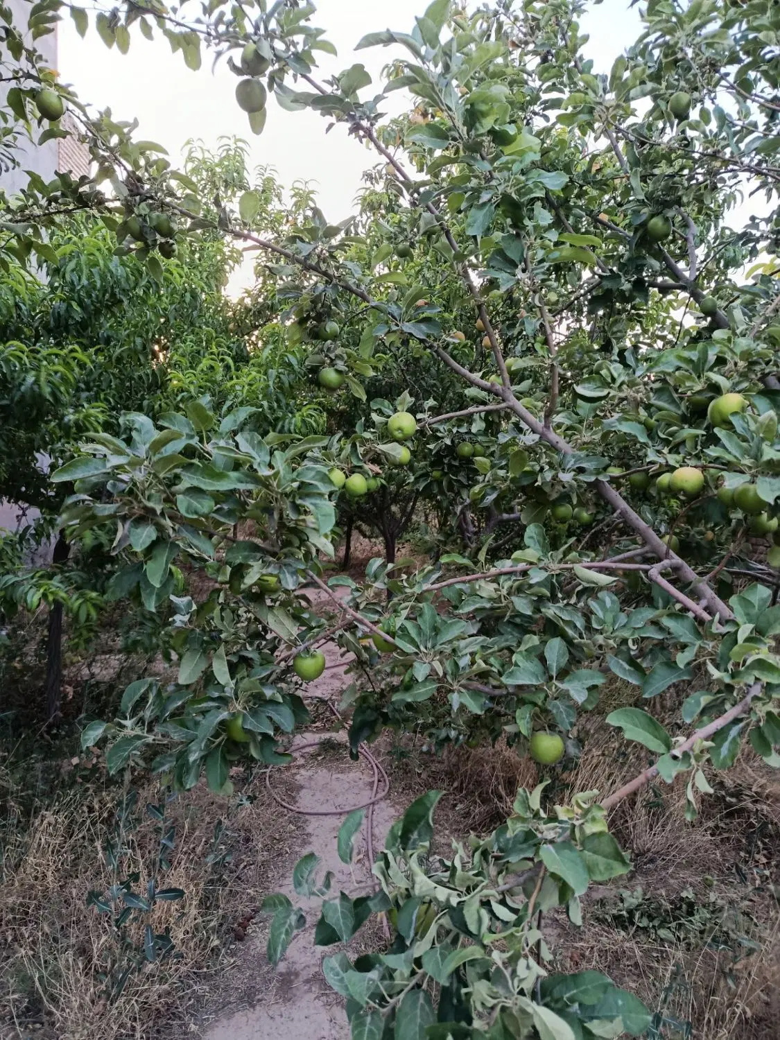 باغ ویلا