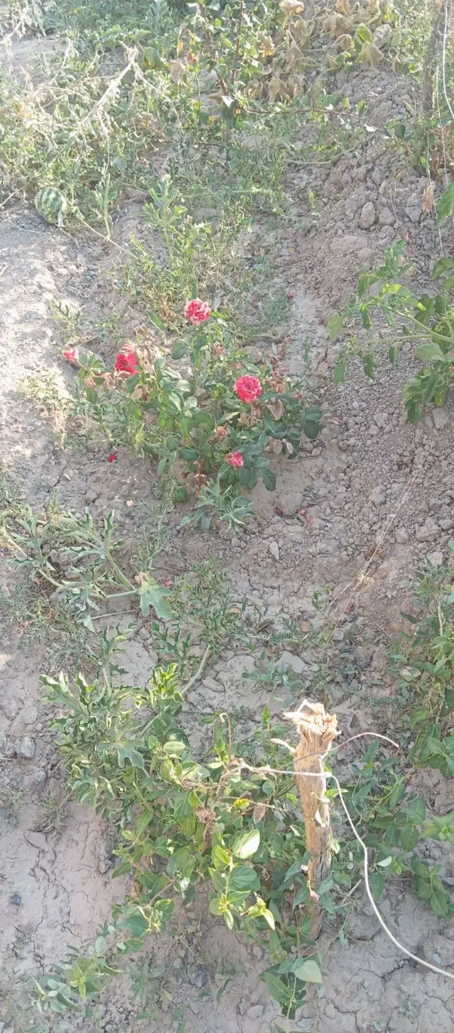 زمین کشاورزی ۳کیلومتری طنگل بهدان