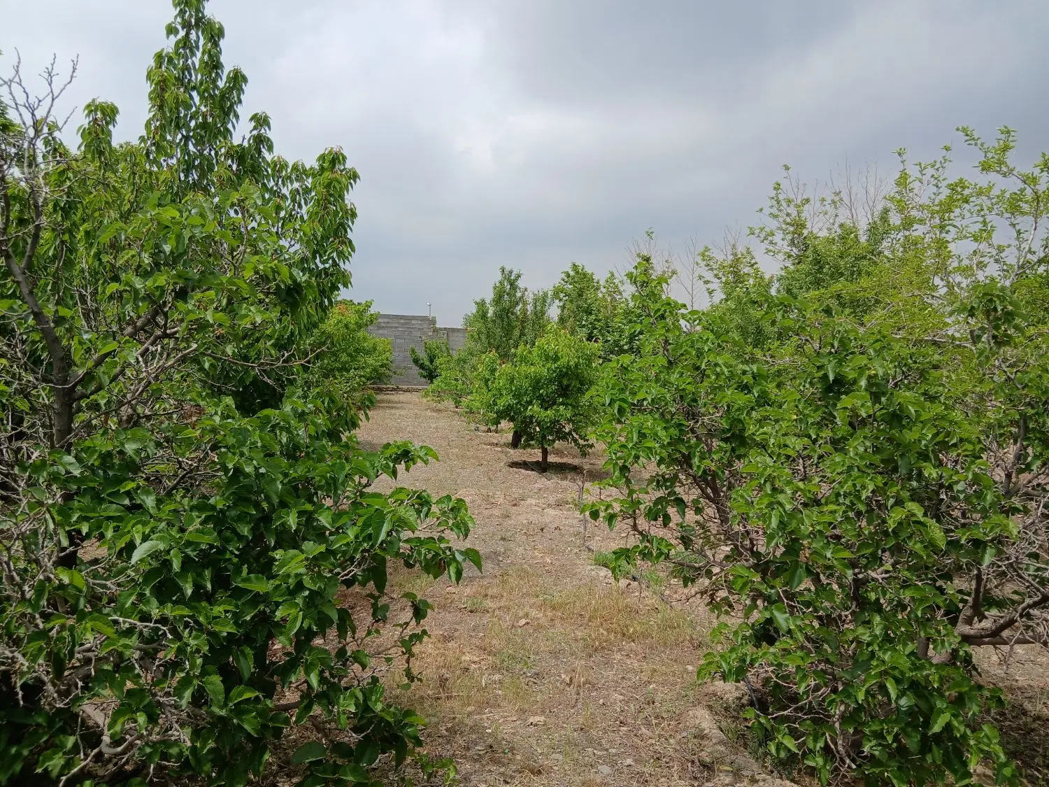 جاده کاهو