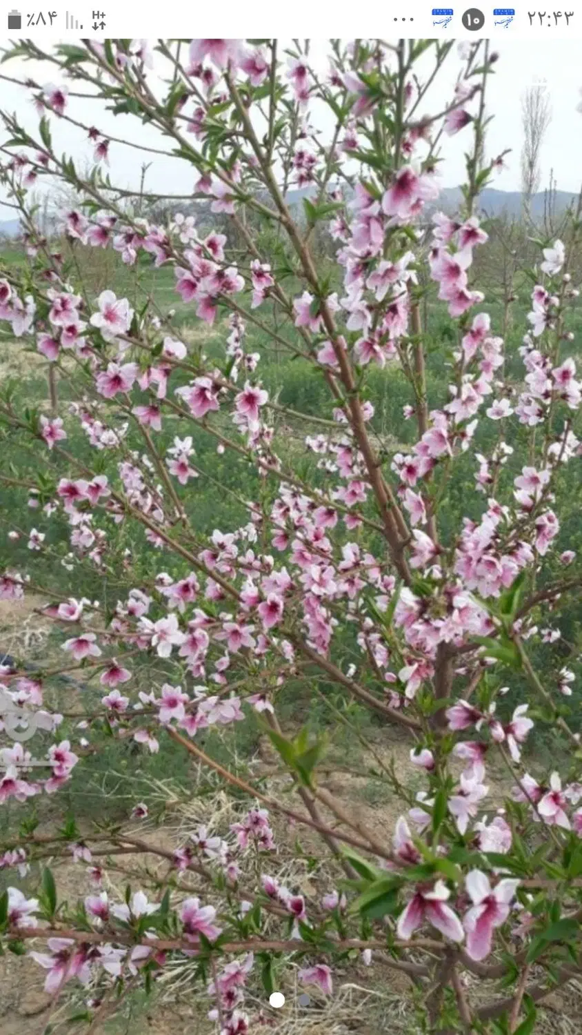 باغ با اب ۸ اینج هر هفت روز با لوله کشی پای درخت