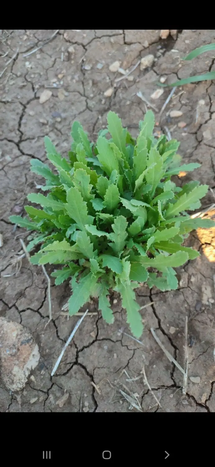 زمین کشاورزی