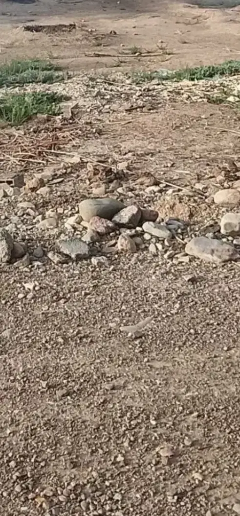 زمین باغی