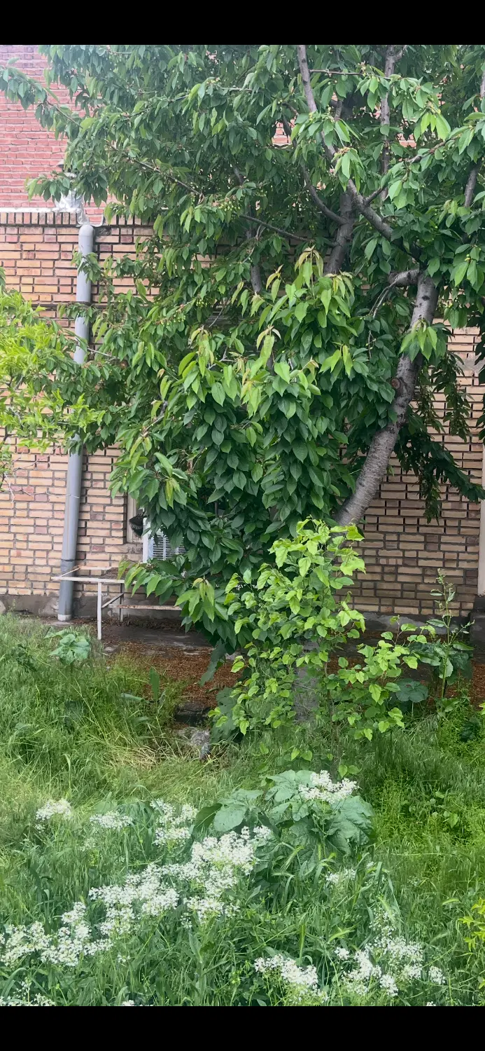 خانه ویلایی خسروشاه خسروشهر ششدانگ