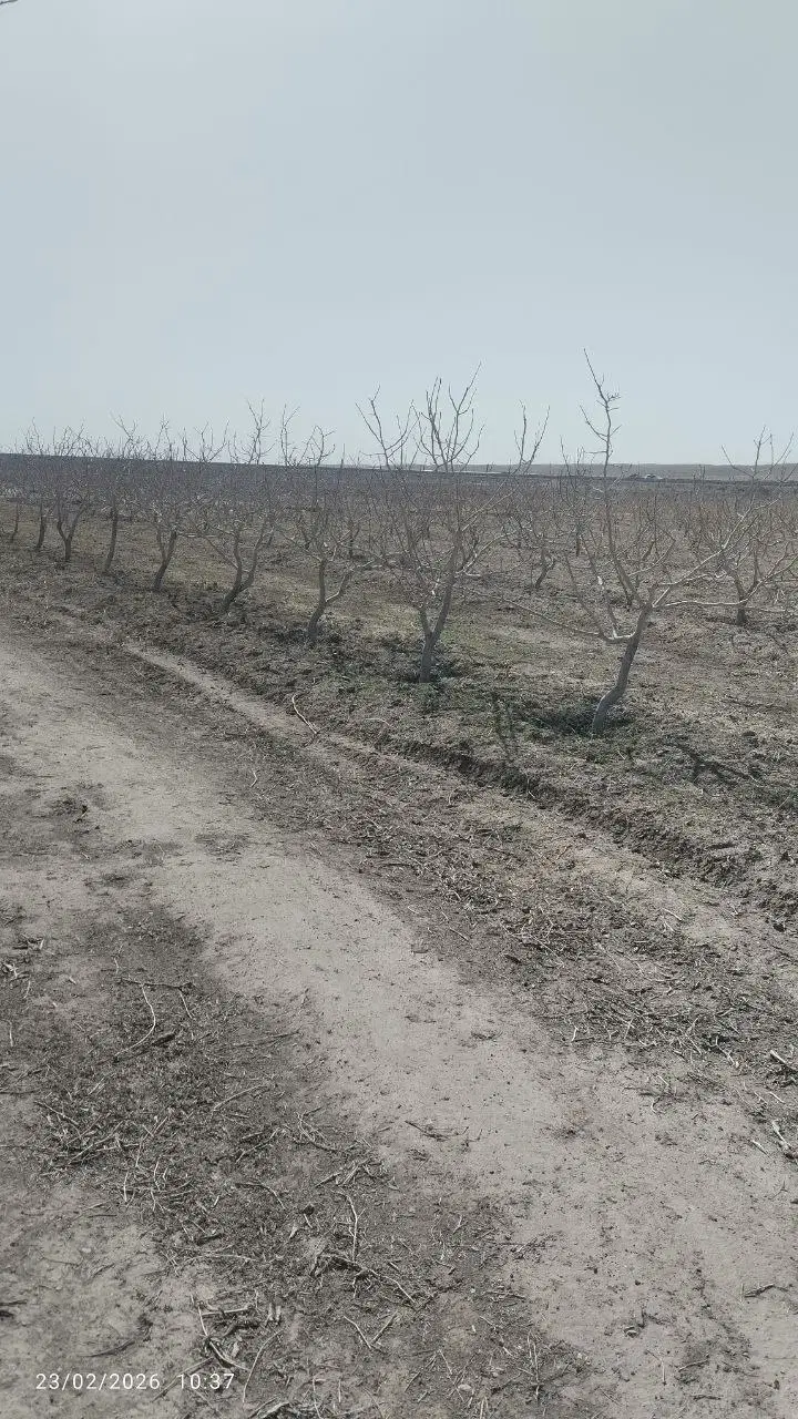 باغ پسته محدوده فیض آباد موقعیت عالی