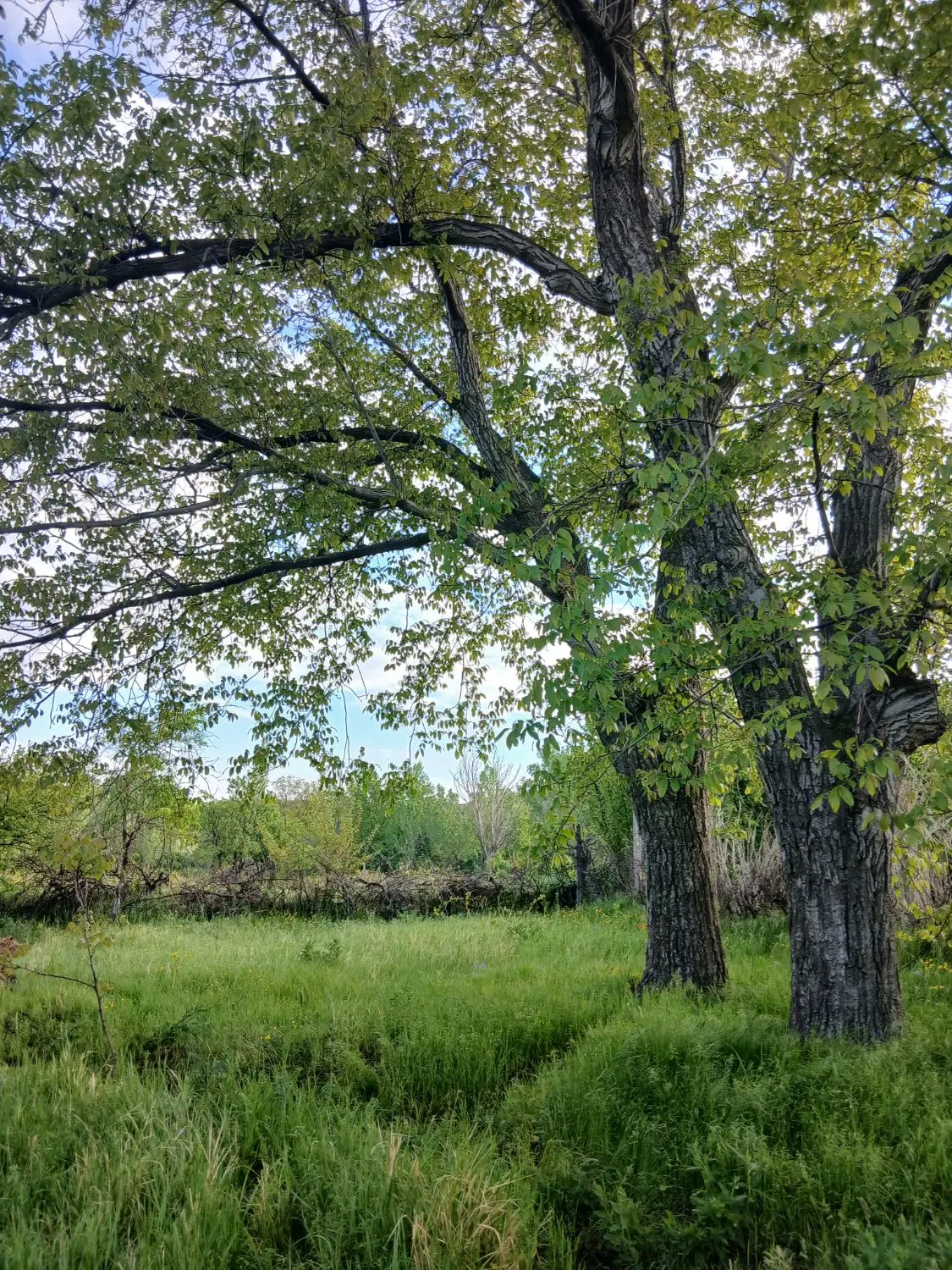 باغ در روستای عینجیک (قیدار)
