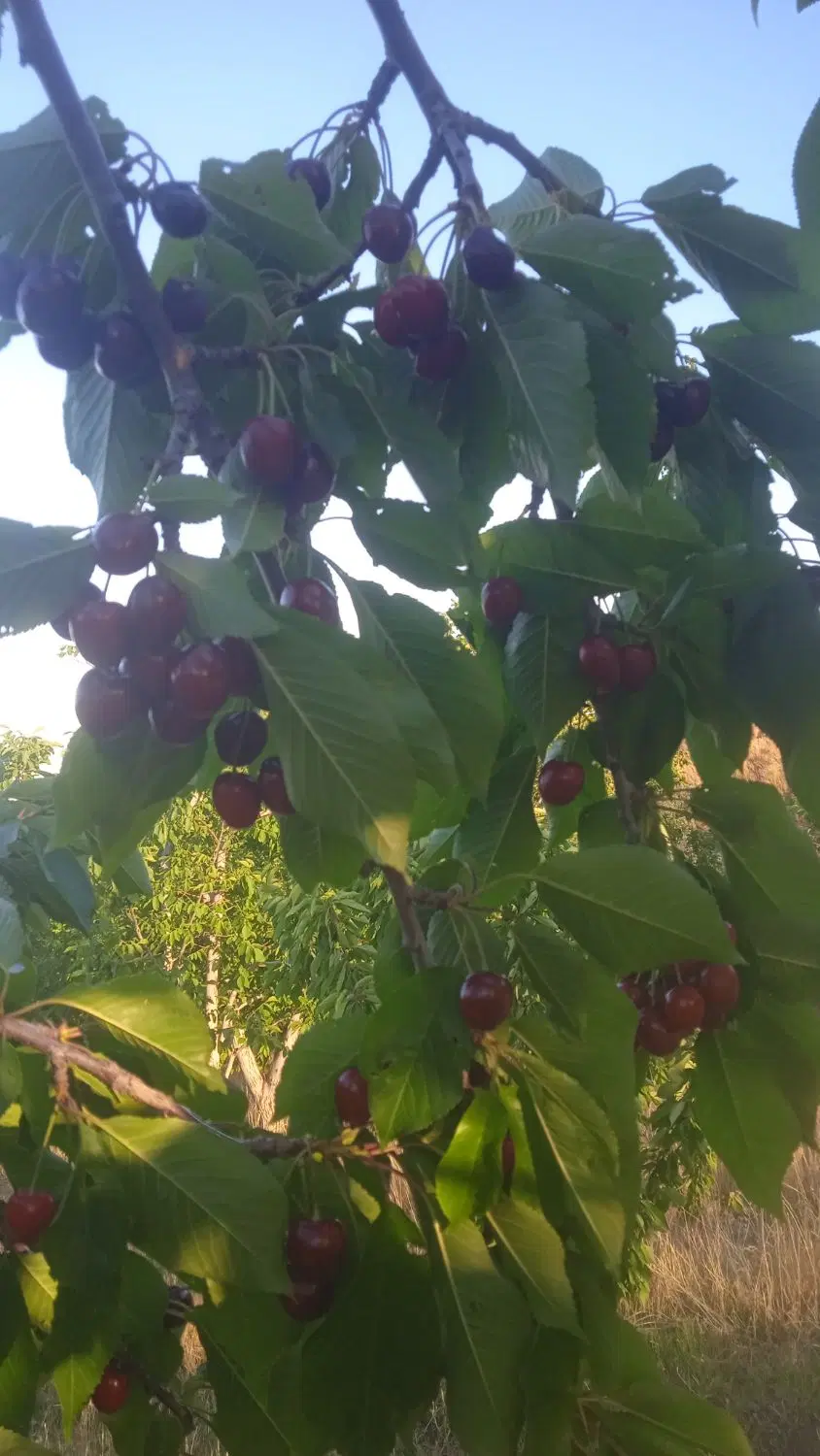فروش باغ درکوهستان