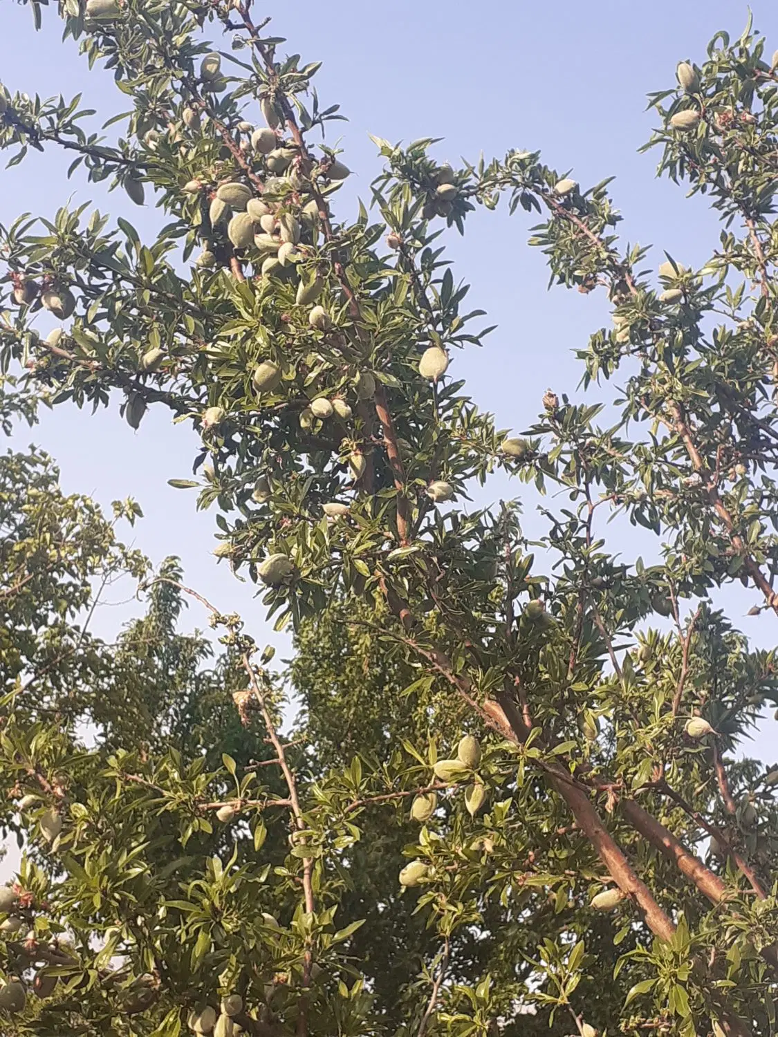 معاوضه با ماشین