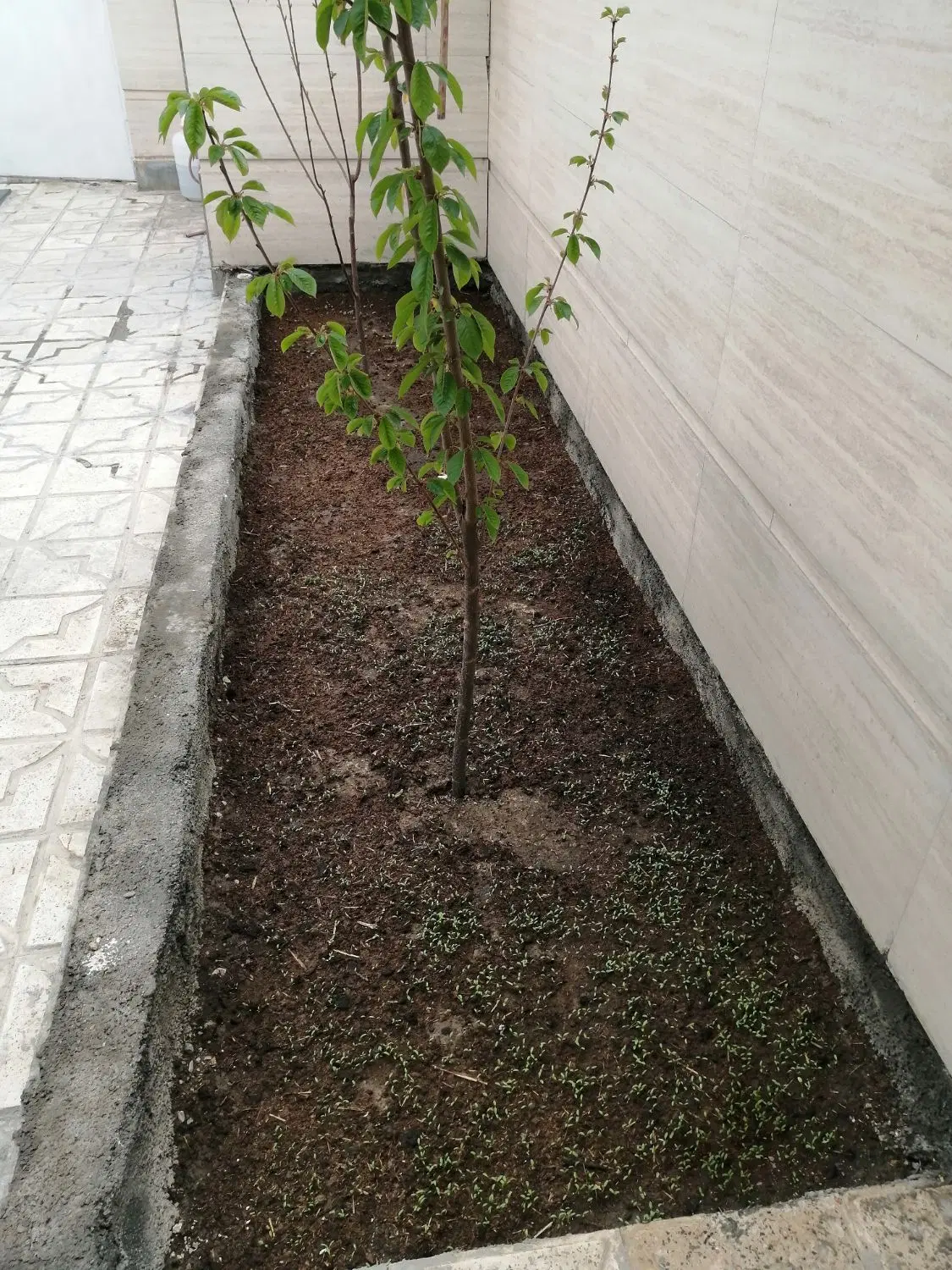 پردیس12 رهن کامل