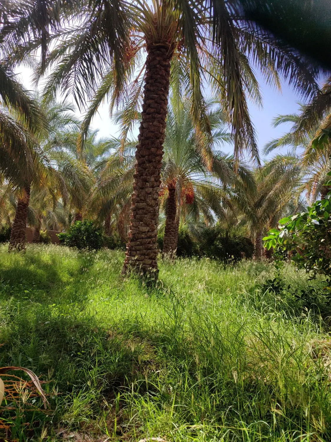 فروش زمین
