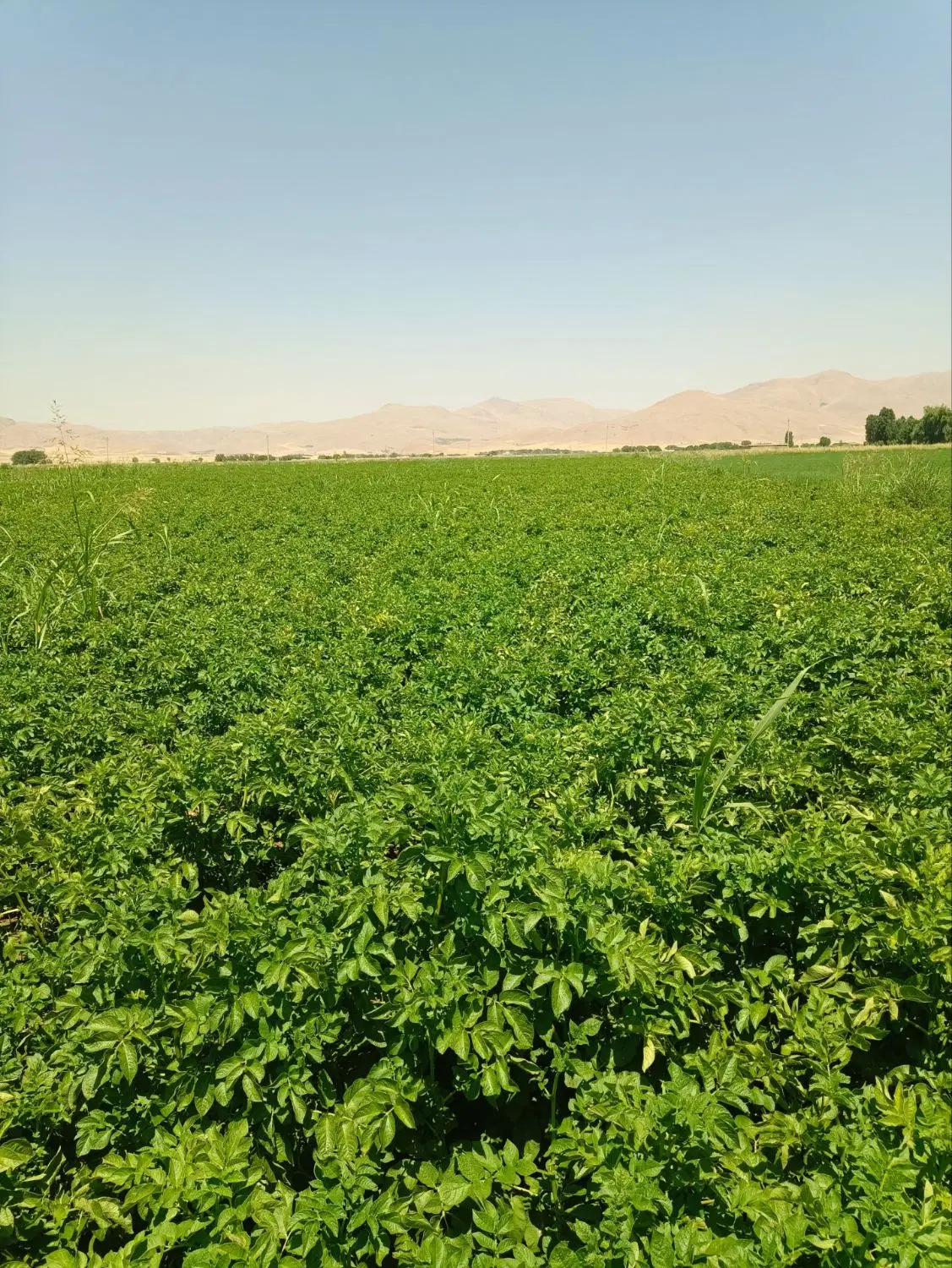 ۱۰ هکتار یونجه و ...