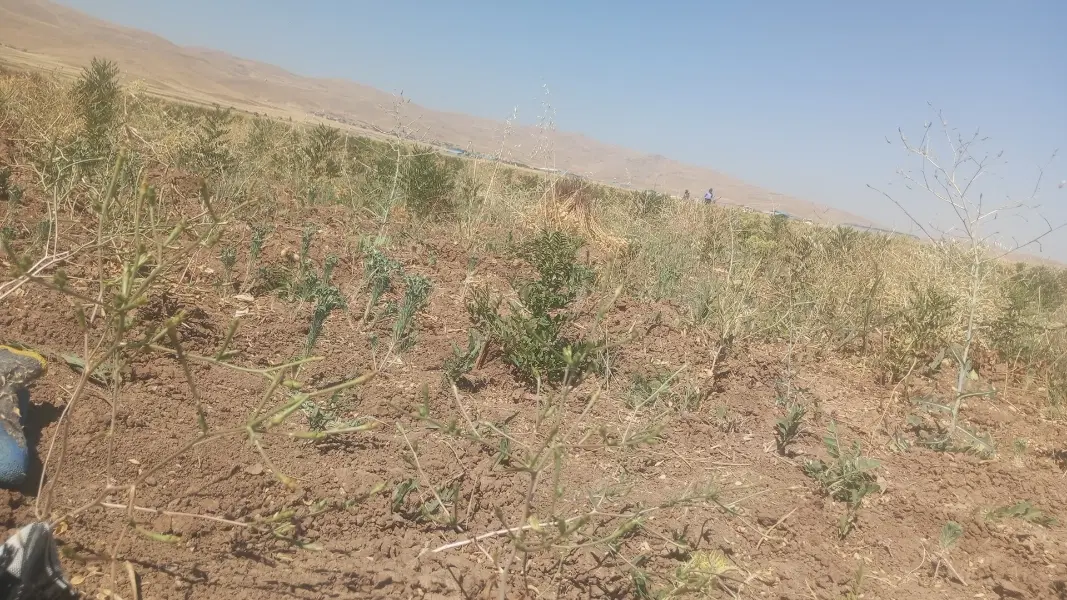 ۷۰۰۰ متر زمین کشاورزی  _ آینده‌دار و نزدیک شهر