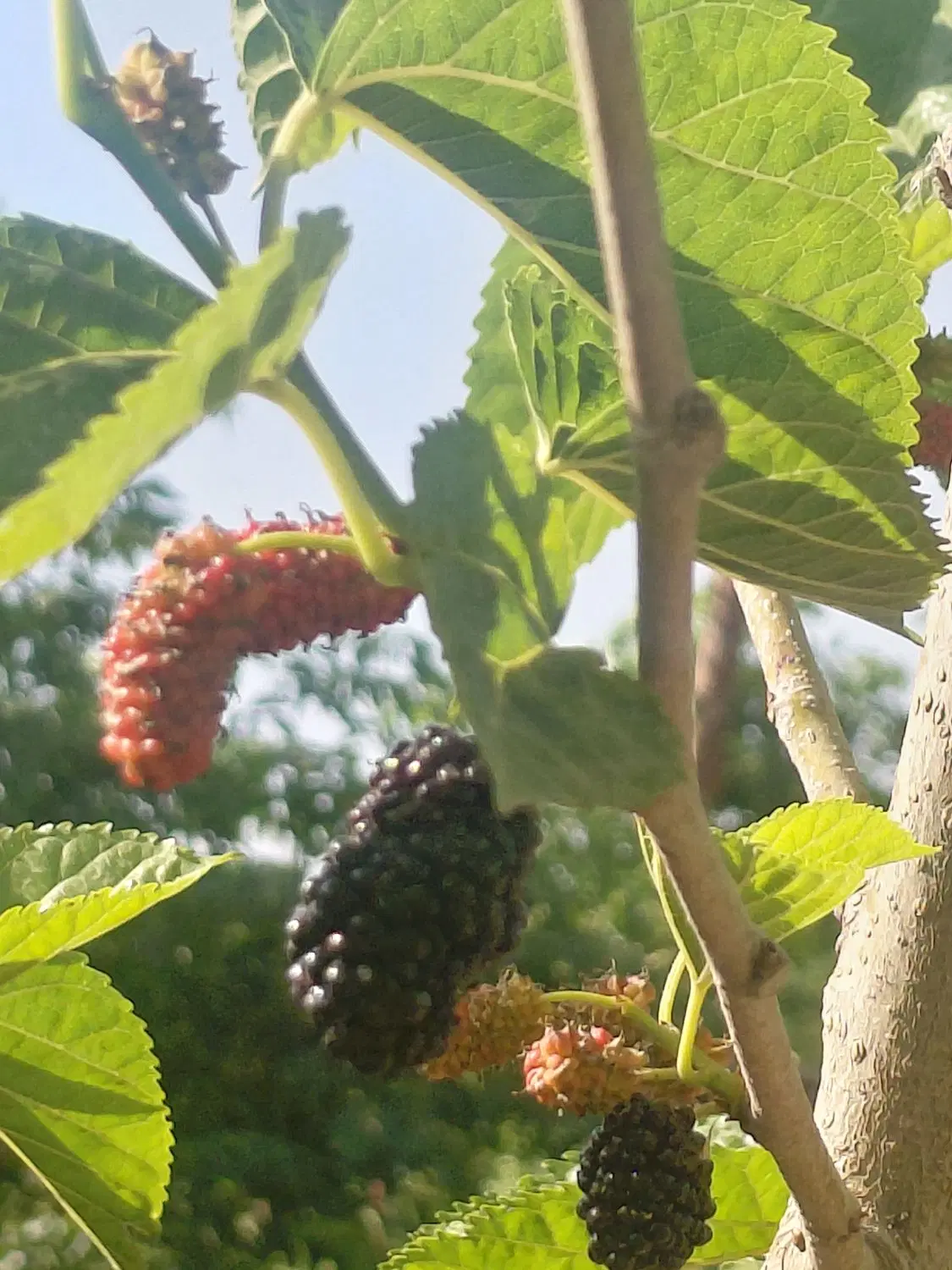 باغچه