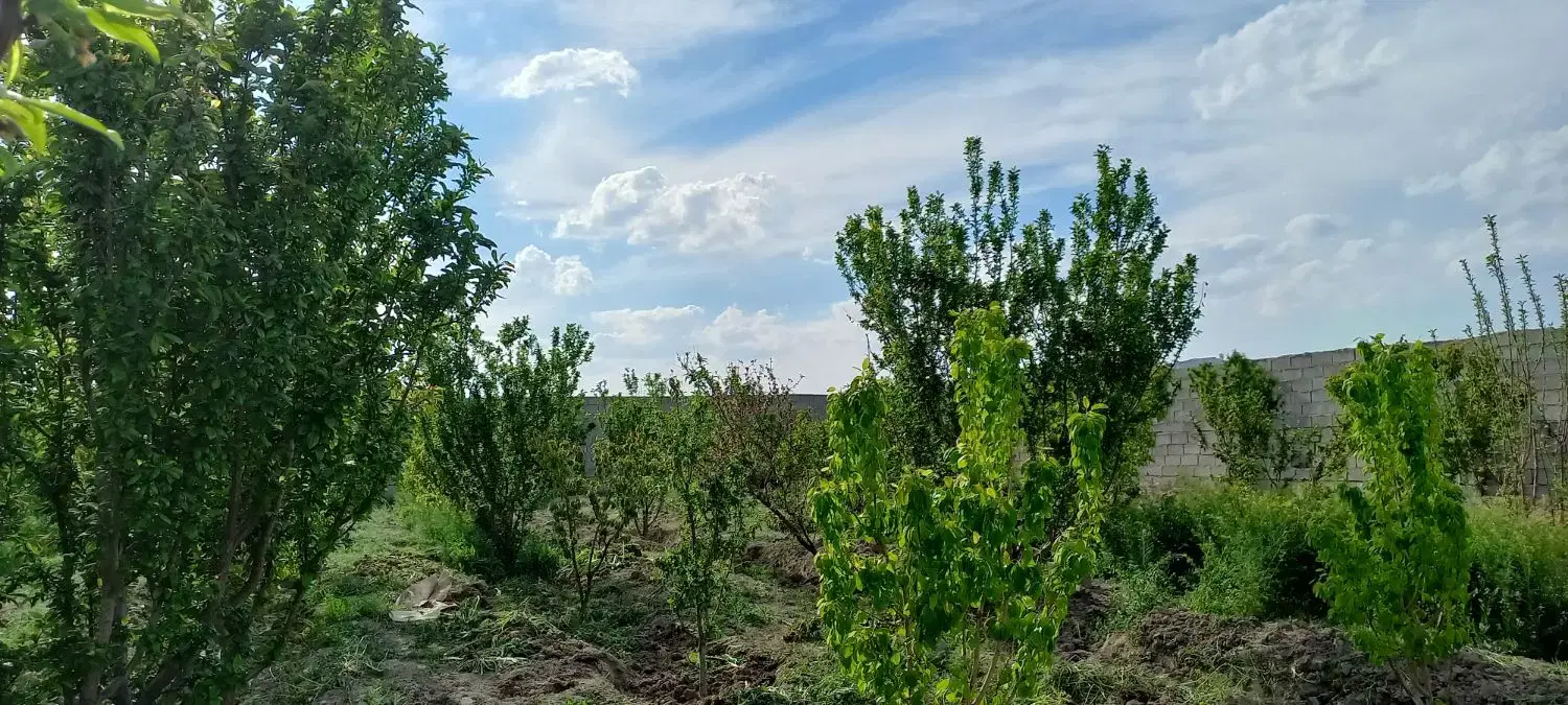 باغ ۸۰۰ متری قپچاق بیدگنه