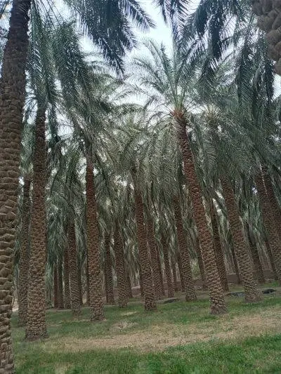 «فروش باغ خرما»