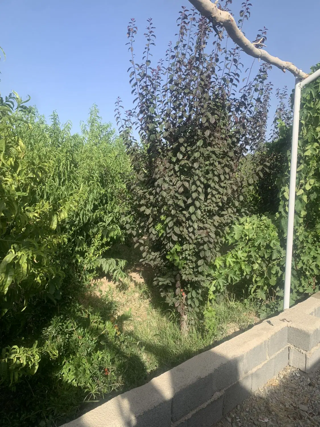 باغچه ۶۵۰متر سندتک برگ