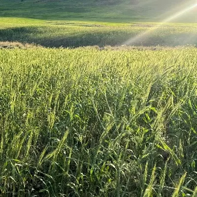 فروش زمین زراعی دندی ۱۵۰۰۰ متر
