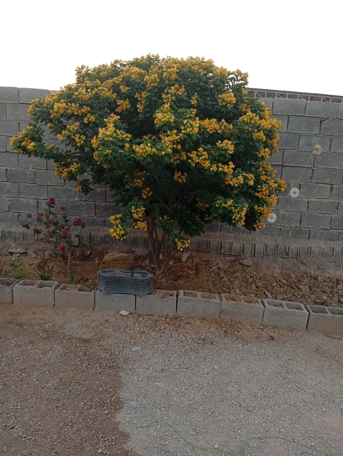 زمین