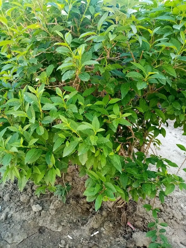 زمین باغ ویلا اقساطی بخر بساز