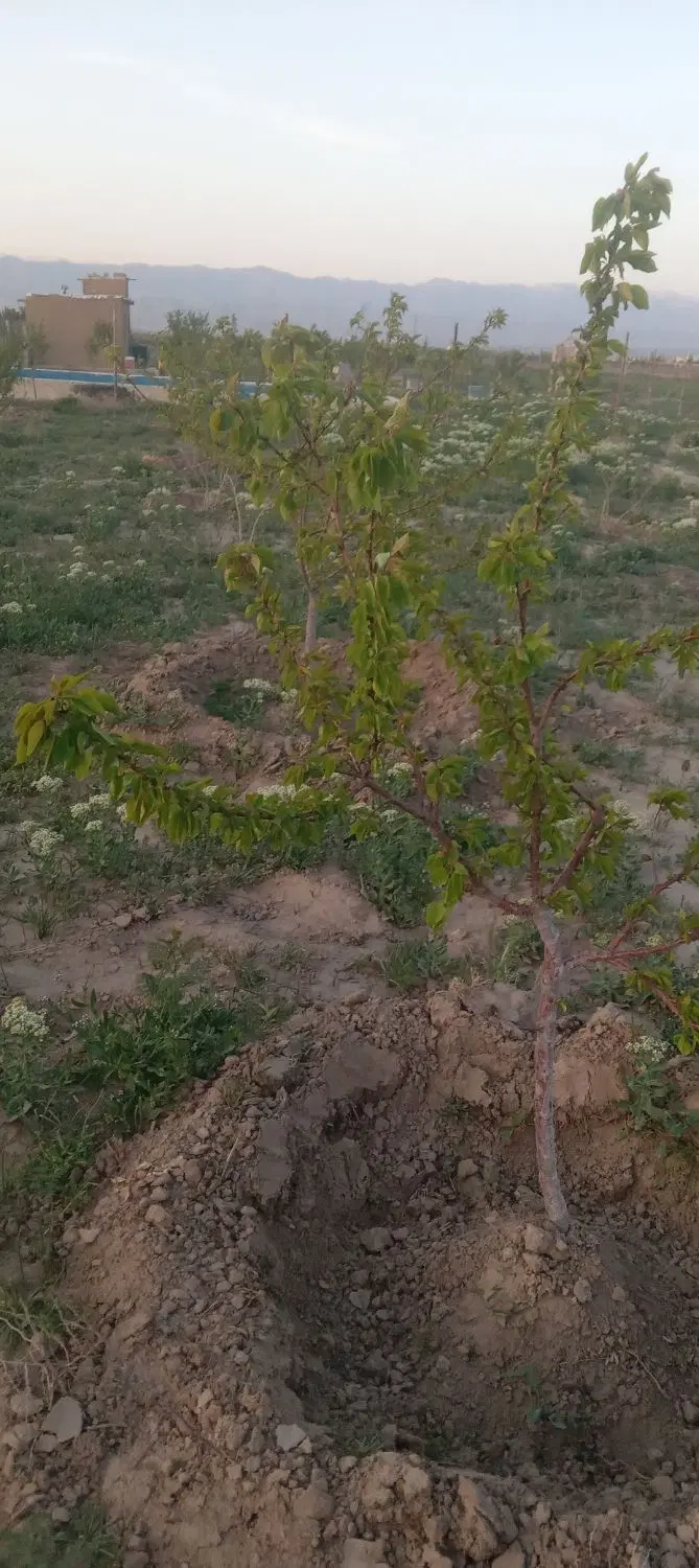 باغچه ۱۳۰۰متری واقع در نظراباد نجم آباد