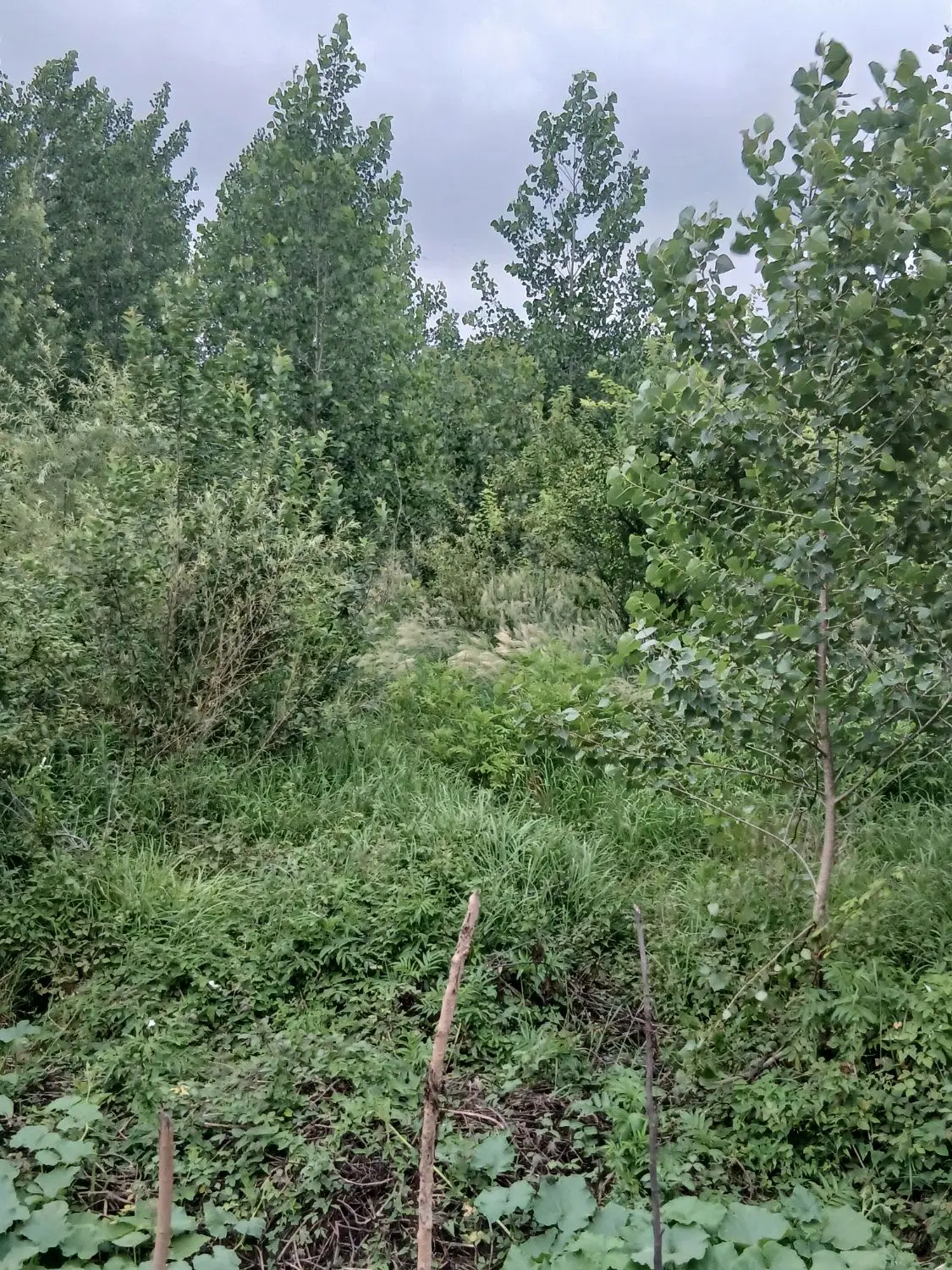 زمین مسکونی در روستای دیزکوه