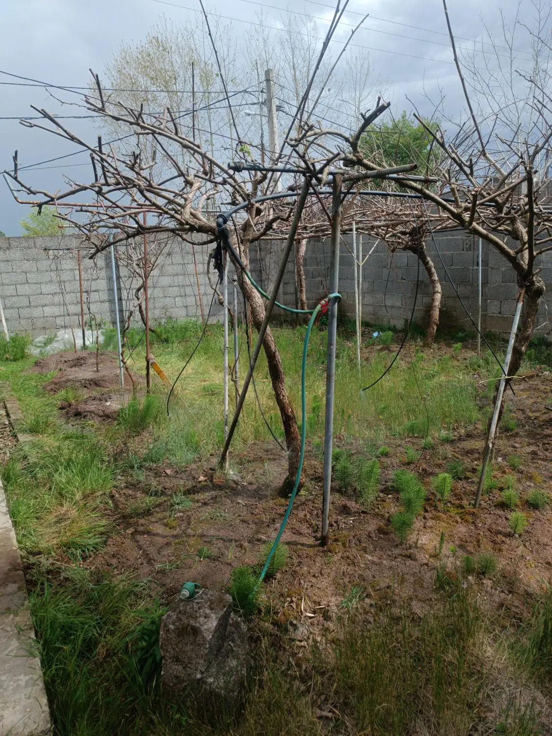 زمین باغی. زراعی .مسکونی
