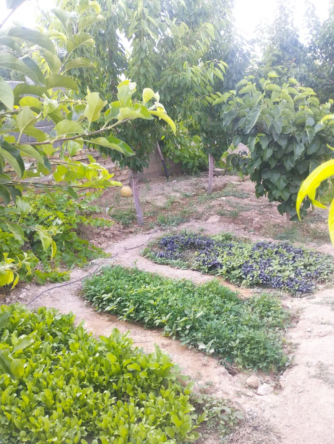 خانه باغچه باغ