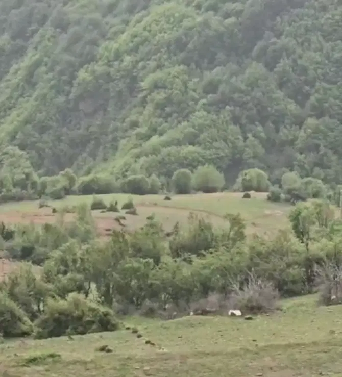 زمین ۵۳۰ متر ییلاق دره دم