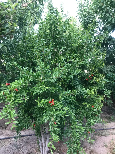 خونه باغ